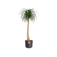 b.for soft rond 30cm antraciet